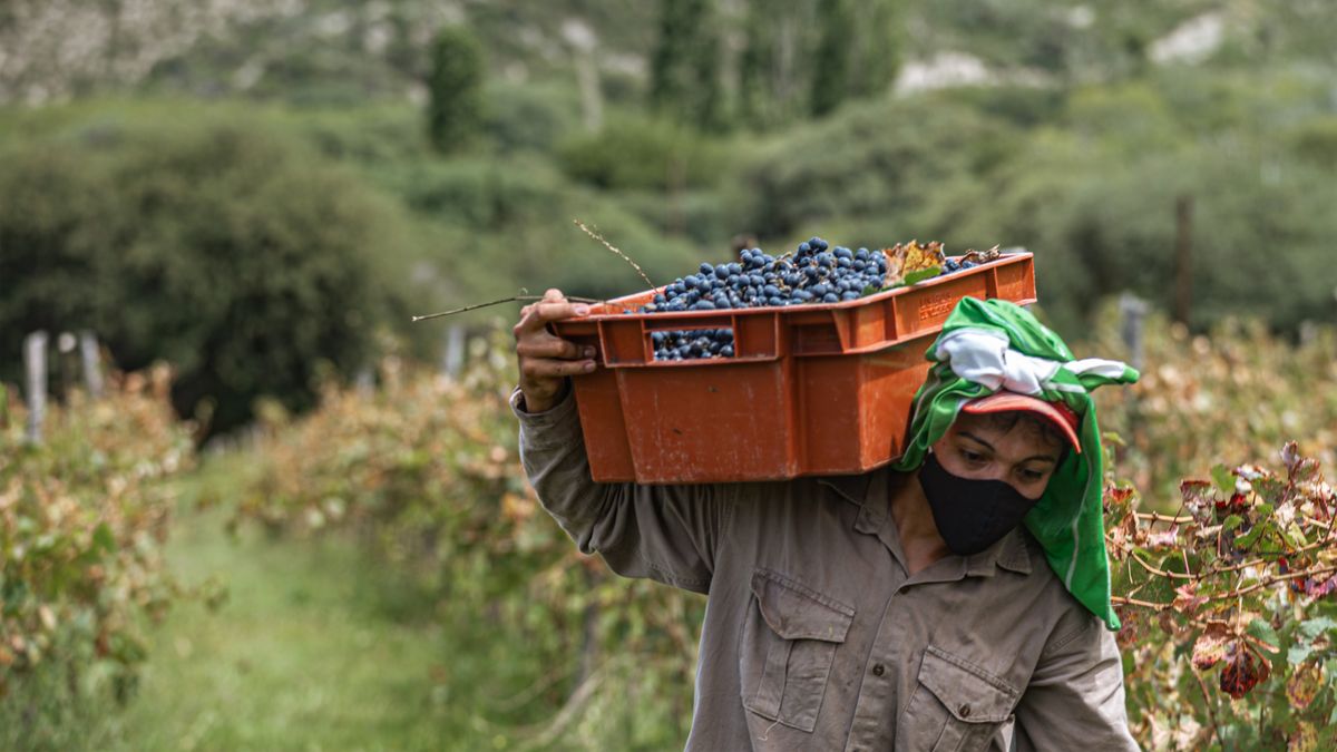 Temporero llevando al hombro una caja de cosecha